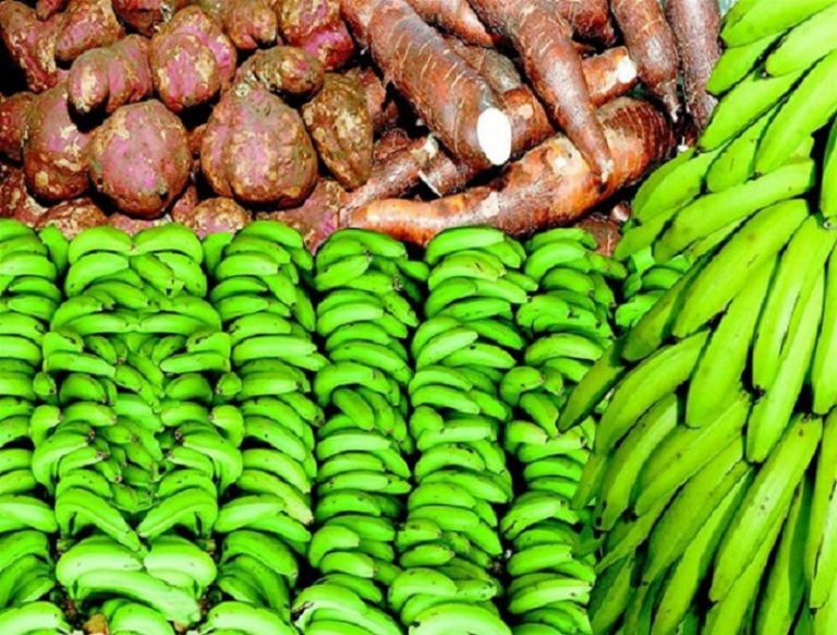 ¿De qué se alimentaban en la Guerra de la Restauración?
